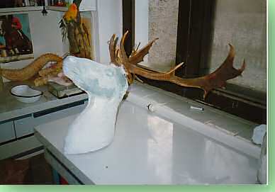 Dermoplastik Damhirsch