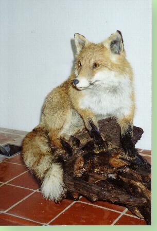 Fuchs