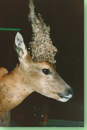 Per�ckenbock