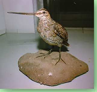 Waldschnepfe