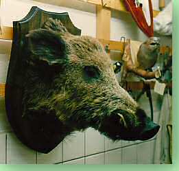 Wildschwein