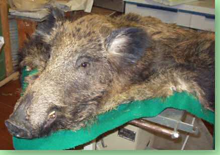 Wildschwein